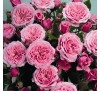 Роза Пинк Бэбифлор (Pink Babyflor) Тантау 1993. Миниатюрная.
